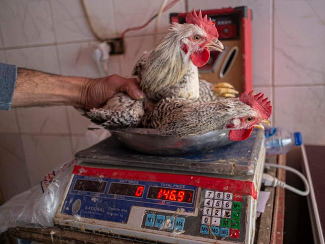 A vendor weighs live chicken at a shop in Cairo, on March 17, 2022. - Soaring bread prices sparked by Russia's invasion of Ukraine have bitten into the purchasing power of consumers in Egypt, a leading importer of wheat from the former Soviet states. (Photo by Khaled DESOUKI / AFP)