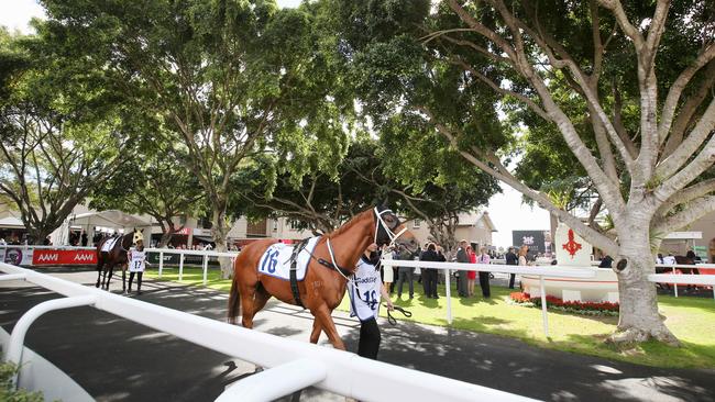 The parade ring looked a picture at Eagle Farm on Saturday. Picture: Jono Searle