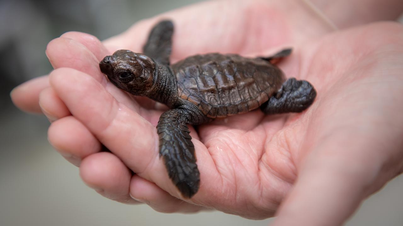 Sea turtles rescued by SEA LIFE Sunshine Coast and Australia Zoo ...