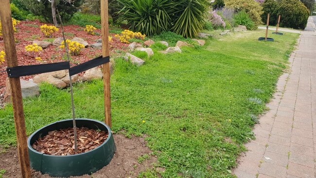 Trees planted on Emmerson Drive in Morphett Vale by Onkaparinga Council. Picture: Colin James