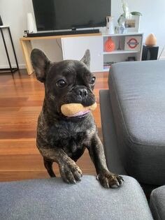 Gold Coast's cutest dogs: Frankie. Submitted by Joel Norris.
