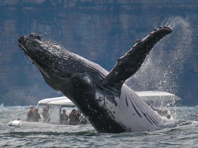 Whale-watchers delight: Humpback hordes poised to put on a show off ...