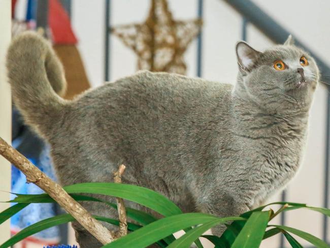 "Priscilla" a British Short Hair is preparing as The Cat Association of the NT is getting ready to hold its first cat show for 2020 in September.Picture GLENN CAMPBELL