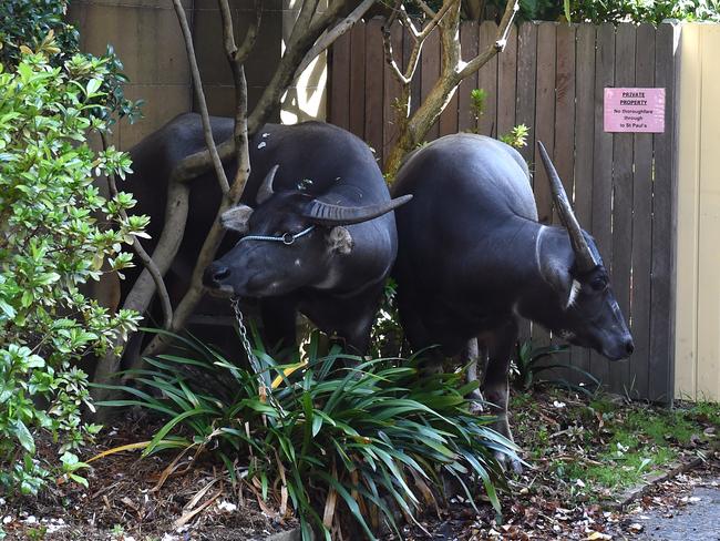 Two water buffalo were rounded up after their escape. Picture: AAP/Paul Miller