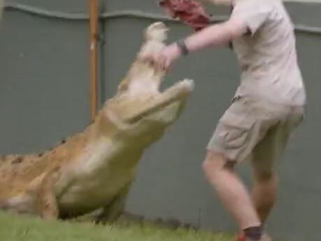 Robert Irwin narrowly escapes a lunging crocodile who ignored its lunch to go after him. Picture: Animal Planet