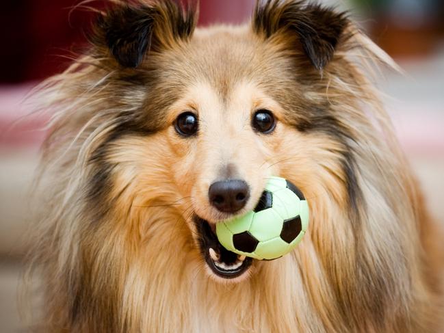 Brown sheltie playing with green ball toy , coviddogs