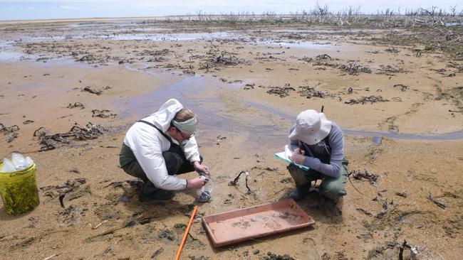 Flinders University student volunteers collecting soil samples on the Dry Creek Salt Field, where they were working with Sabine Dittman on the Salt to C Coastal Carbon Opportunities Goyder Institute project. Picture: K. Beaumont