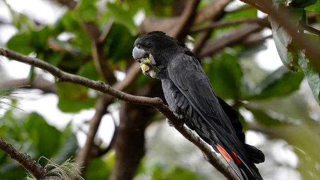 A crackle of red-tailed black cockatoo's munching on Sea Almonds on Blacks Beach, Mackay.