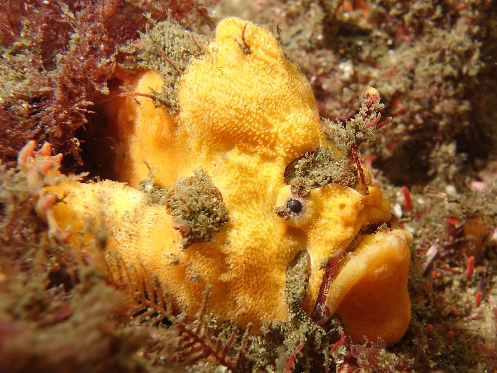 Sydney marine ecologist John Turnbull’s underwater photos of marine ...