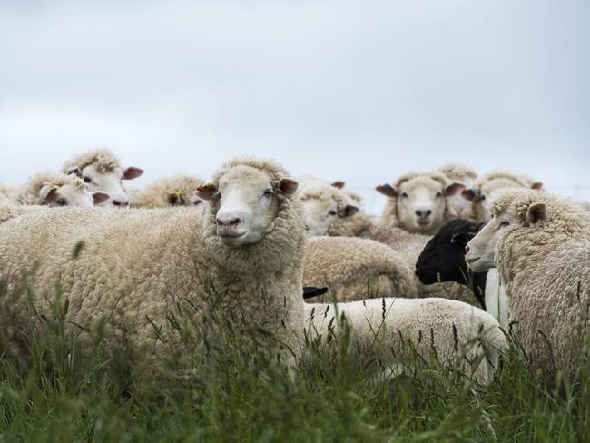 Lamb production: Craig Hinchliffe’s Glenlee Farm, Ararat, primed for ...