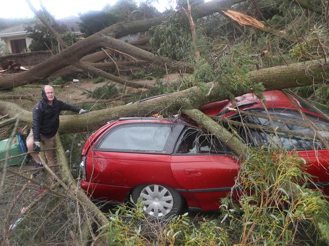 A tree crushes a car in Wimbledon Ave, Mount Eliza. Picture: David Crosling