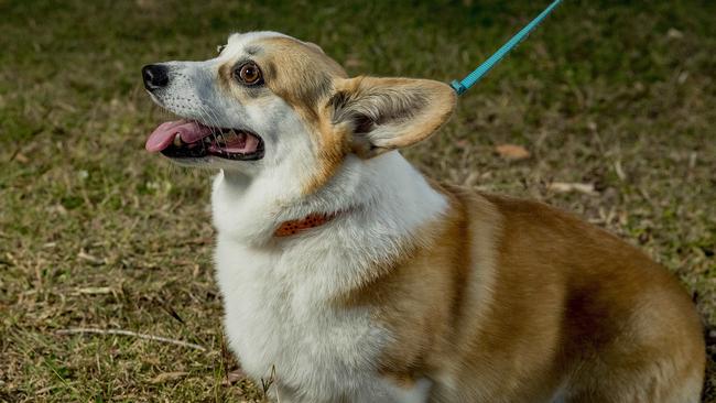 Haku the corgi has been returned home safe to owner Carmen Pham by pet theft investigator Kirilly Cull from Missing and Stolen Pets Australian Picture: Jerad Williams