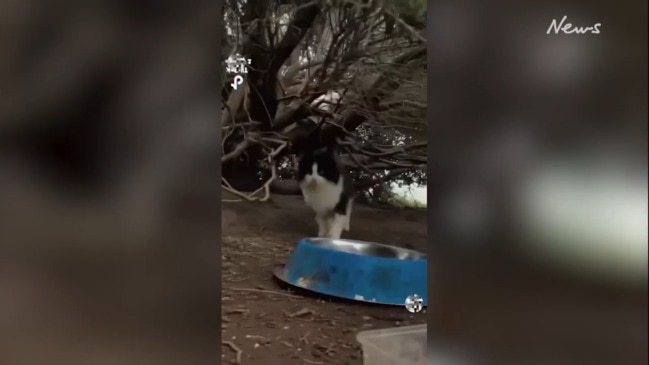 Cats take over Tarneit park