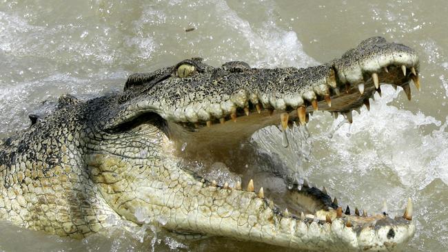 A man is lucky to be alive after a crocodile grabbed him by the upper leg and tried to drag him away