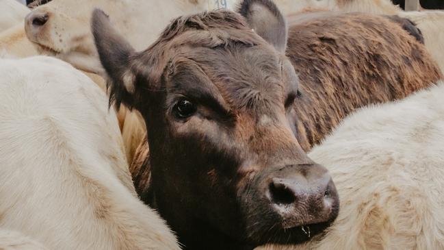 China remained a key export market for Australian red meat last year. PICTURE: Madeleine Stuchbery