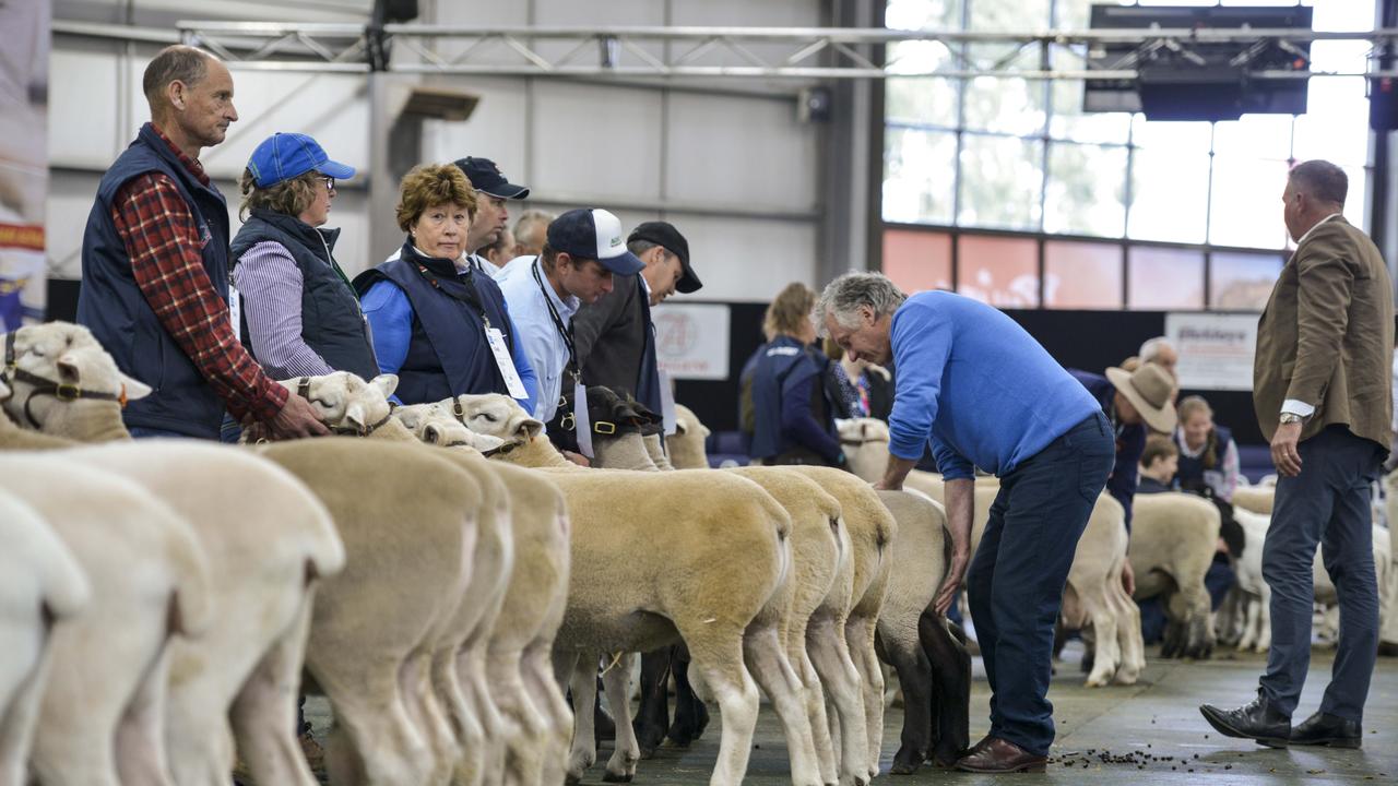 Judging in the interbreed ewe class at the Royal Melbourne Show on September 22, 2019. Photo: Dannika Bonser