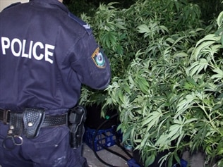 Man Charged Over NSW Cannabis Find | News.com.au — Australia’s Leading ...