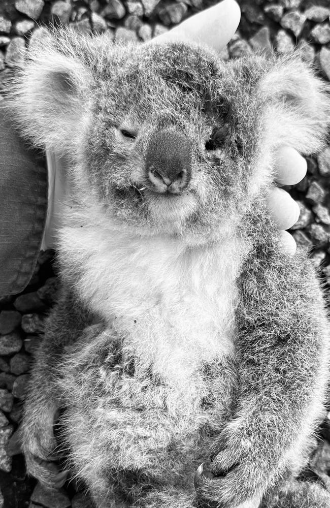 The koalas cross the road to reach their habitat: Supplied/CQ University