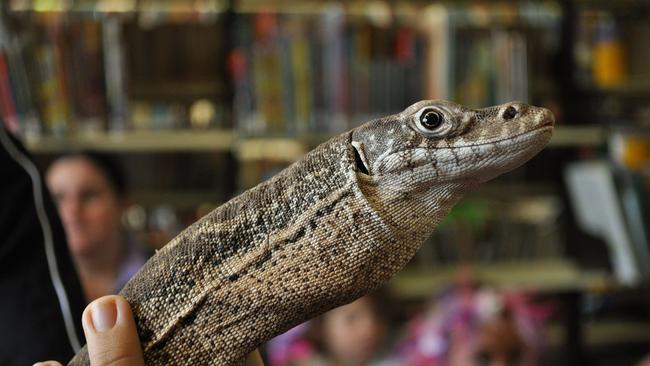 A Spencer's Monitor similar to the one seized by RSPCA inspectors.