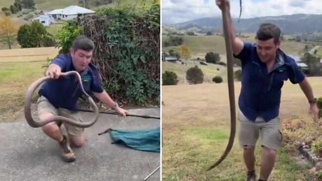 Snake catcher Brandon Gifford had a close call with a massive eastern brown snake at Dayboro. Picture: Stuart McKenzie/Sunshine Coast Snake Catchers 24/7 via Storyful