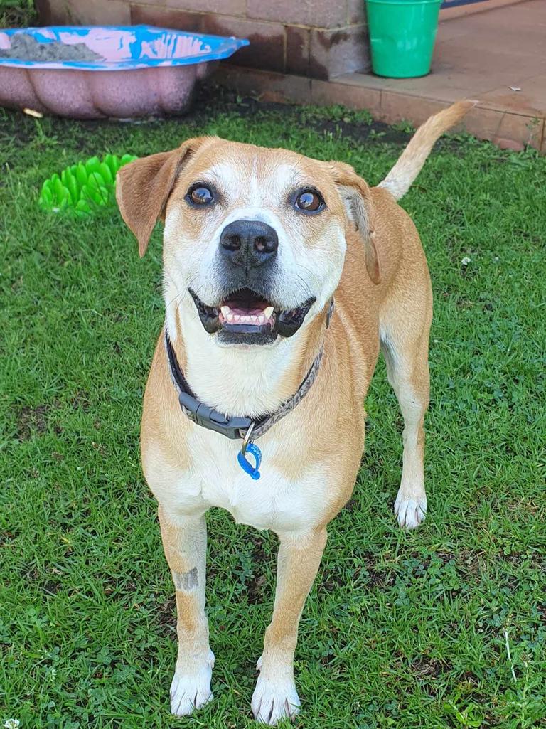 More than 200,000 dogs are in shelters. Picture: RSPCA NSW