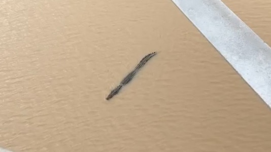 Crocodile sighted in the Fitzroy River on January 28, 2024. Picture: Pam McKay