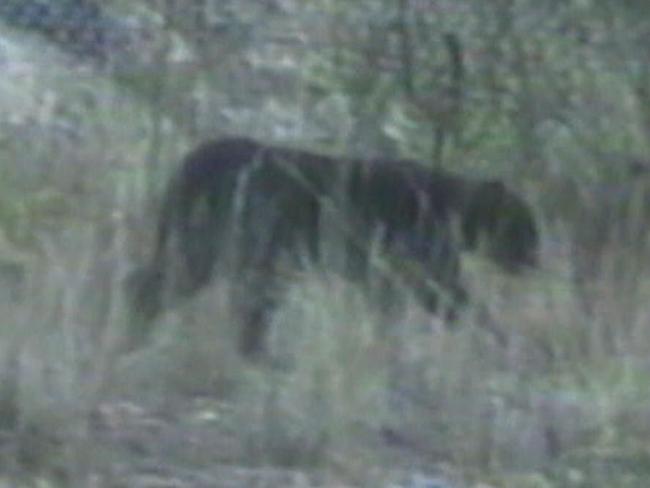 A ‘big cat’ spotted in the Blue Mountains.  Picture: Supplied