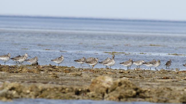 A group of Bar Tailed Godwit birds at Thompson Beach. Picture: Peter Corcoran