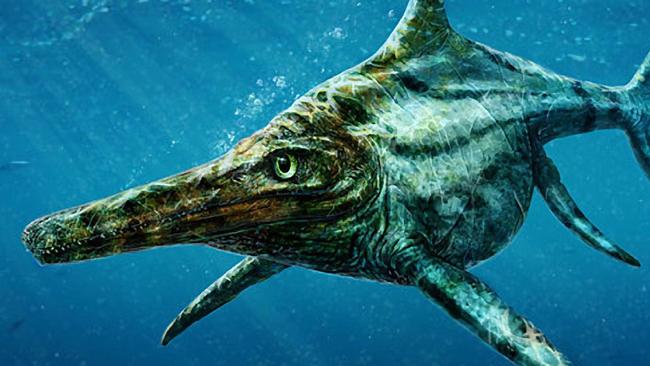 Scientists described the ichthyosaur as a reptile version of a dolphin. Dearcmhara shawcrossi. Artist: Todd Marshall/ PA