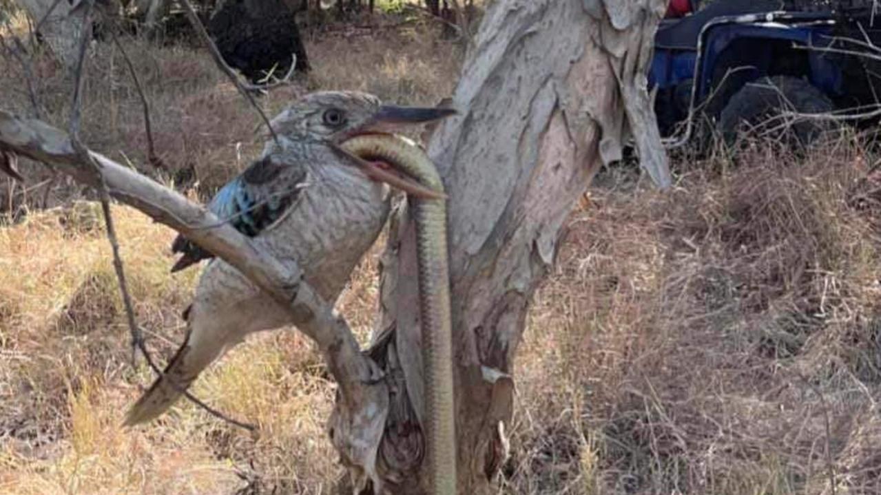 Striking photo of kookaburra eating huge snake in Queensland goes viral ...