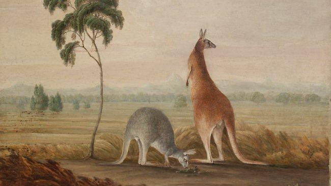 Kangaroos painting by John Lewin