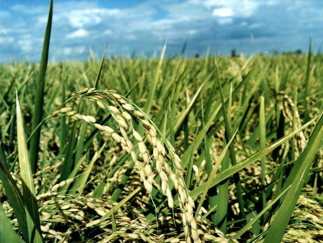 Growing rice on the Murrumbidgee.New South Wales (NSW) / Industry / Farming