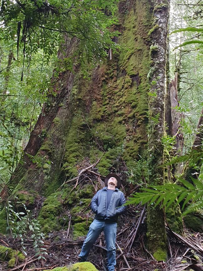 Charles Wooley is dwarfed by the giant trees in the Florentine Valley. Picture: EDDIE SAFARIK