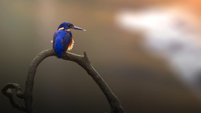 The Tasmanian Azure Kingfisher. Picture: Adam Harvey