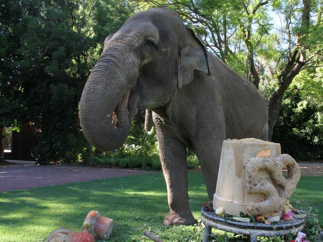 Tricia the Asian Elephant has celebrated her birthday in style at Perth Zoo, with keepers presenting the 59-year-old with a giant, decorated cake on Sunday, Jan. 24, 2016. (AAP Image/Tom Rabe) NO ARCHIVING