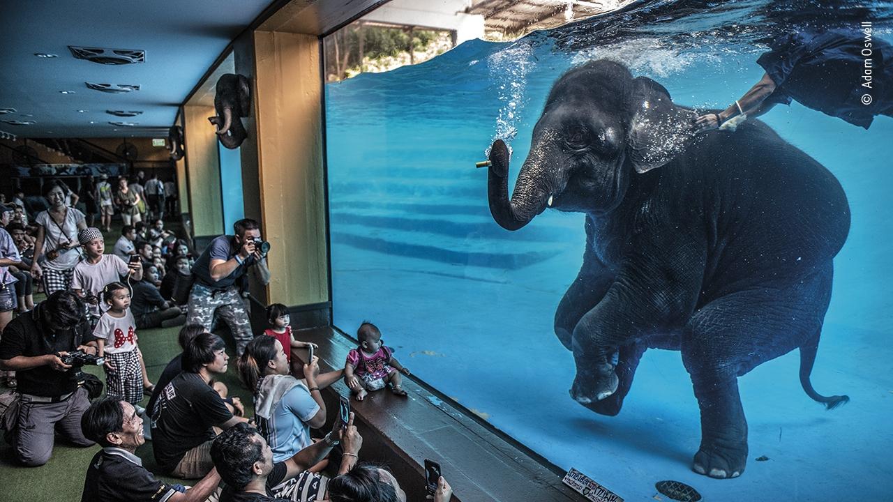 Elephant in the room by Adam Oswell, Australia Winner. Picture: Adam Oswell/Wildlife Photographer of the Year