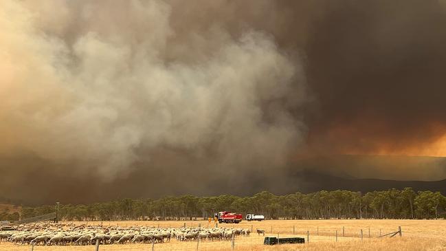 About 8000 hectares across 40 properties has been burnt out by the Grampians fires, with the loss of about 1000 sheep and more than 200kms of fencing.