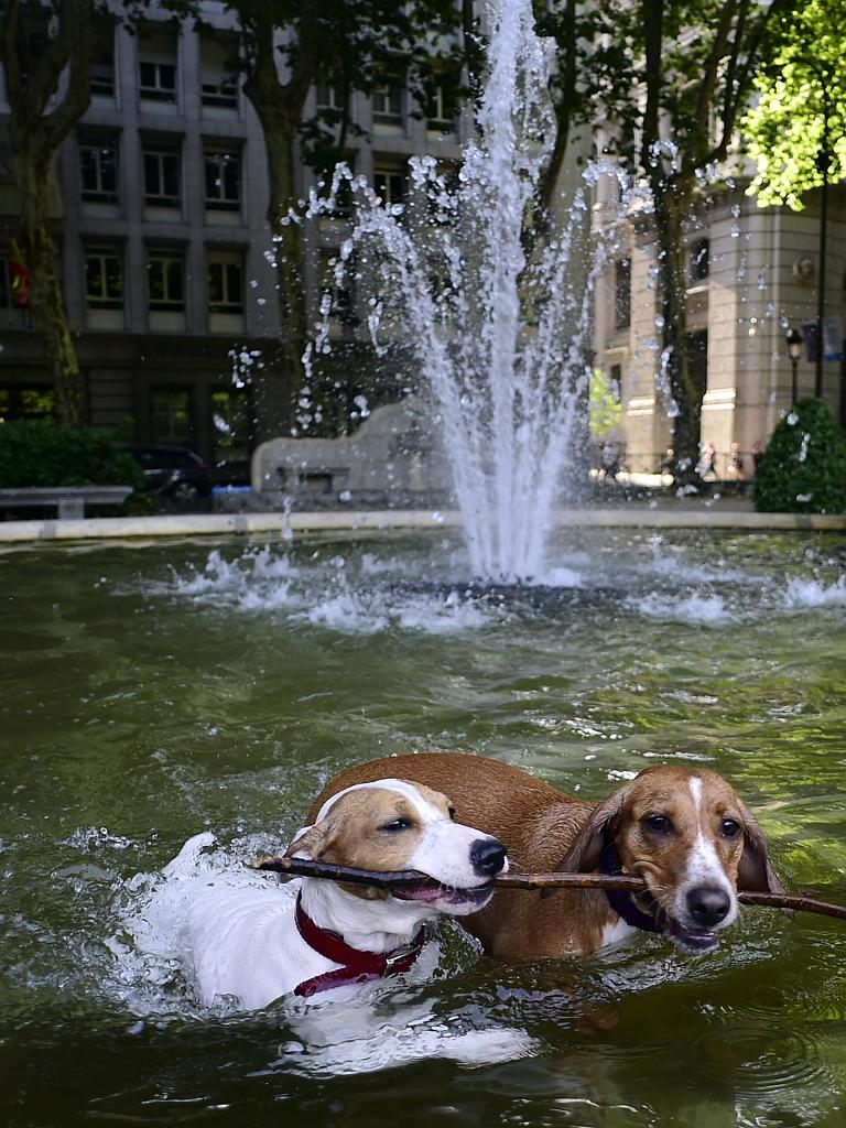 Two dogs play with a stick as they cool off in a fountain in Madrid on June 30, 2015, as a major heatwave spreads up through Europe, with temperatures hitting nearly 40 degrees. Picture: AFP