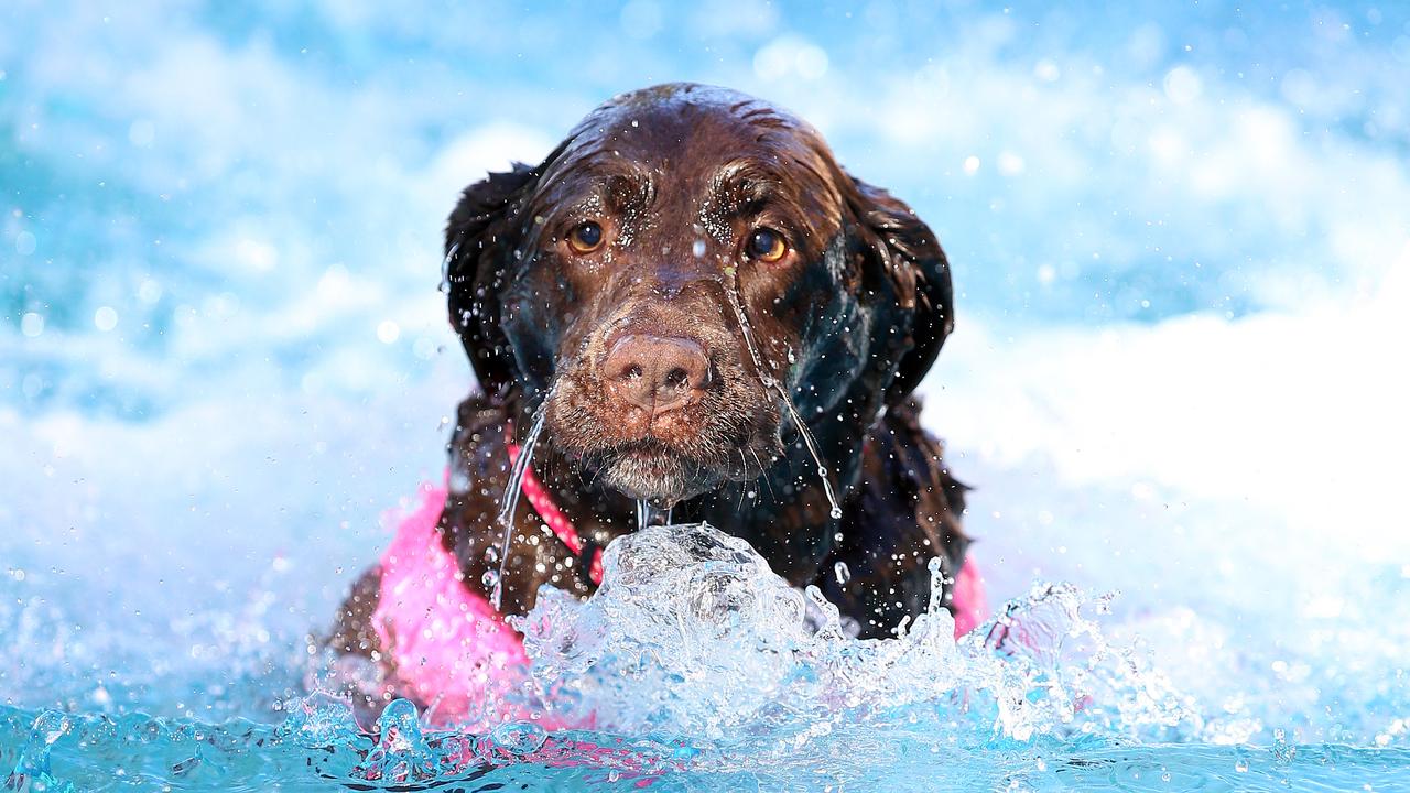 dog-lovers-show-in-sydney-canines-make-a-splash-daily-telegraph