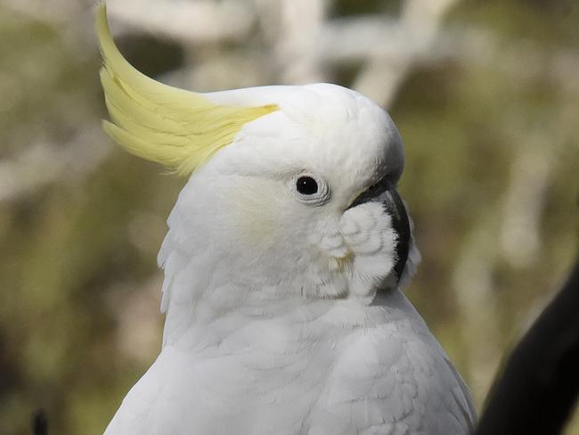 What a sulphur-crested cockatoo normally looks like. Picture: Eric J Woehler