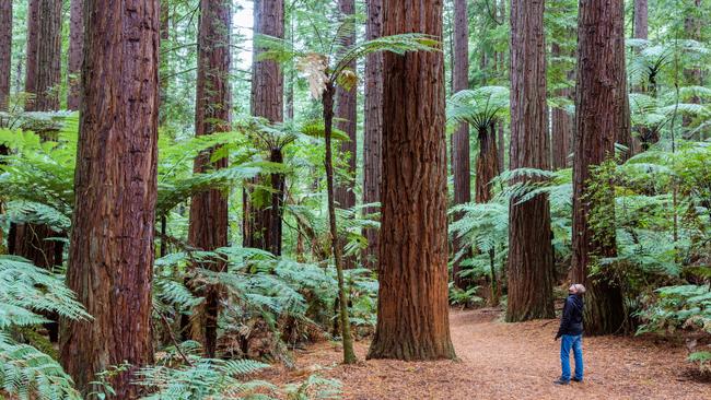 Awed by the Redwood forest near Rotorua, New Zealand. Picture: Getty Images