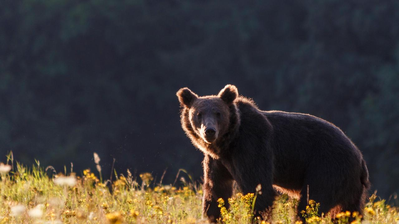 A Carpathian brown bear such as this, found in Europe, is set to be executed.