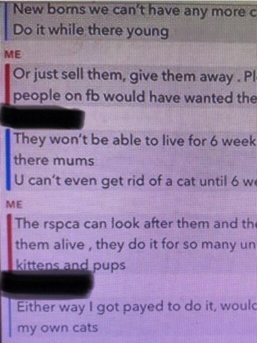 A chat shows a friend attempting to help save the kittens' lives. Picture: Supplied