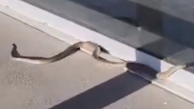 An eastern brown snake has been spotted in the carpark of ALDI at Adelaide Airport. Pics: 7News