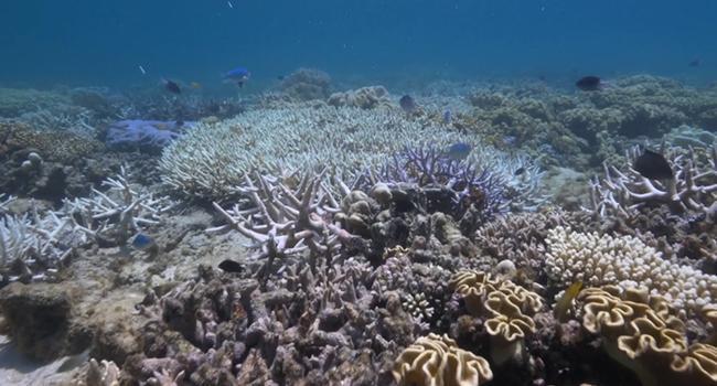 Great Barrier Reef bleaching: ‘Fight for the Reef’ video campaign ...