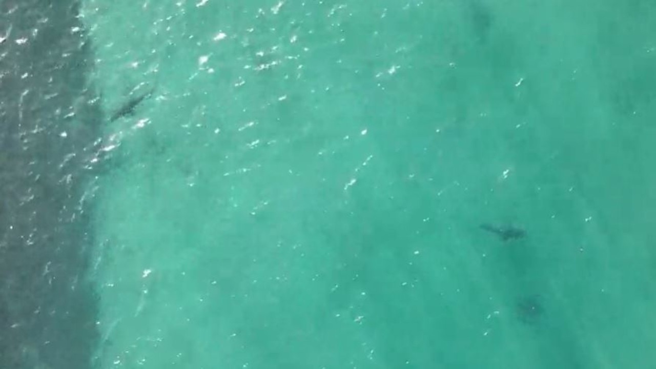 Dolphin attacked by a Shark off Sydney Shelly Beach. Picture: Surf Life Saving NSW