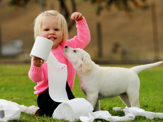 Quinn Wood, 2, and Sandy the 8 week old Labrador puppy. Picture: Nathan Edwards