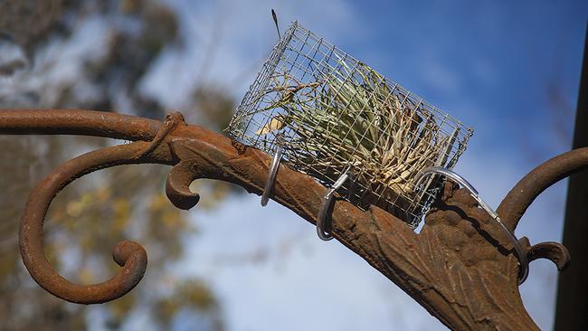 A neat way to get a <i>tillandsia </i>started on a metal structure