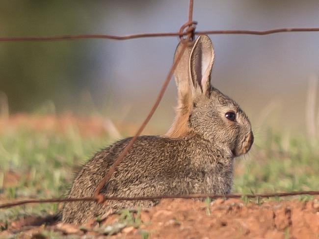 European rabbits have been one of the most invasive pests hitting Australian agriculture. Picture: CSIRO