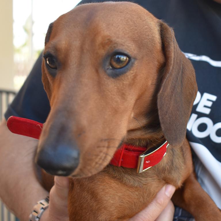 Benji was one of about 20 puppers at the Mackay Dachshund Christmas Party. Photo: Janessa Ekert